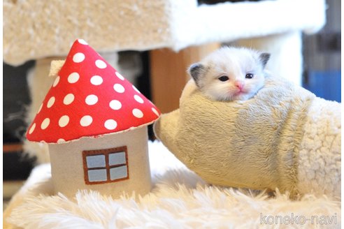 販売中の埼玉県のラグドール-117442の5枚目